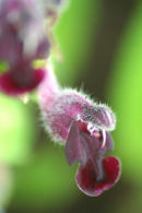 CC 4910 Salvia castanea